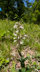Penstemon deamii, photograph (c) Peyton Phelps, some rights reserved (CC BY)