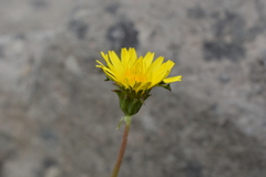 Taraxacum macilentum