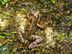 Thoropa miliaris