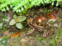Thoropa miliaris