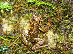 Thoropa miliaris