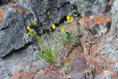 Taraxacum macilentum