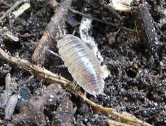 Porcellio laevis