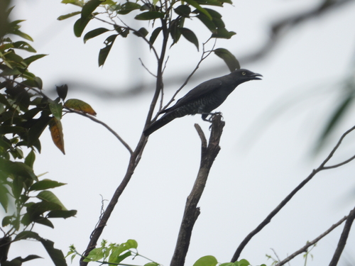 Coracina striata observed 2026-05-03