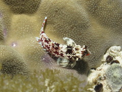 Synchiropus stellatus