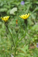 Picris nuristanica