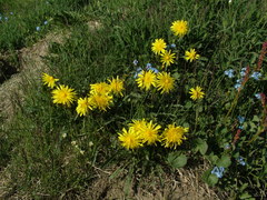 Taraxacum macilentum