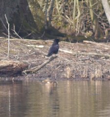 Corvus corone corone