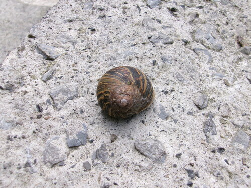 Cornu aspersum