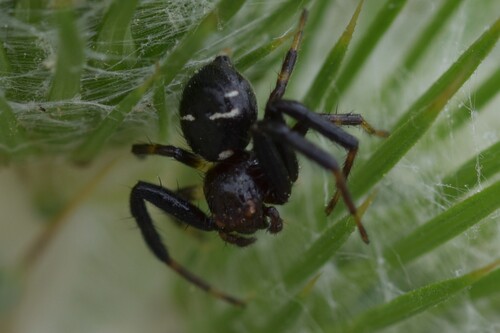 Napoleon Spider