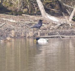 Corvus corone corone