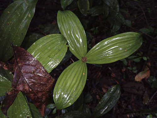 Mapania observed 2026-04-25