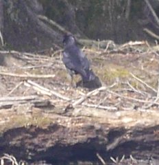 Corvus corone corone