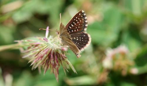 Red-clover Blue