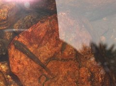 Rhinogobius duospilus