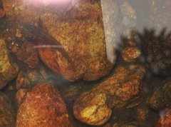 Rhinogobius duospilus