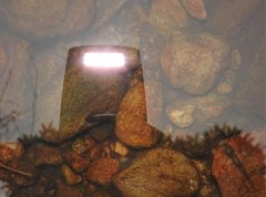 Rhinogobius duospilus