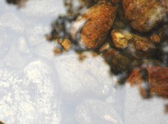 Rhinogobius duospilus