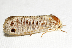 Biocellata alfarae