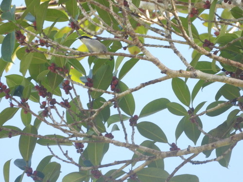 Dicaeum bicolor observed 2026-05-03