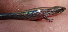 Panaspis maculicollis