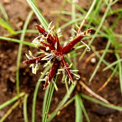 Cyperus rupestris