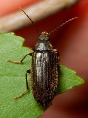 Hymenorus