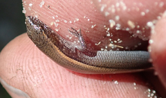 Panaspis maculicollis