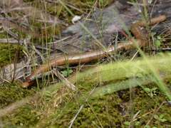 Afrotyphlops mucruso