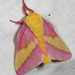 Rosy Maple Moths - Photo (c) Patrick Coin, some rights reserved (CC BY-NC-SA)