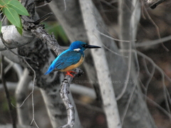 Alcedo semitorquata