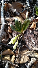 Cardamine enneaphyllos