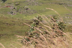Protea caffra falcata