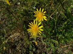 Taraxacum lateritium