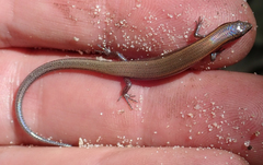 Panaspis maculicollis