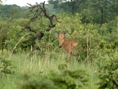 Alcelaphus buselaphus lichtensteinii