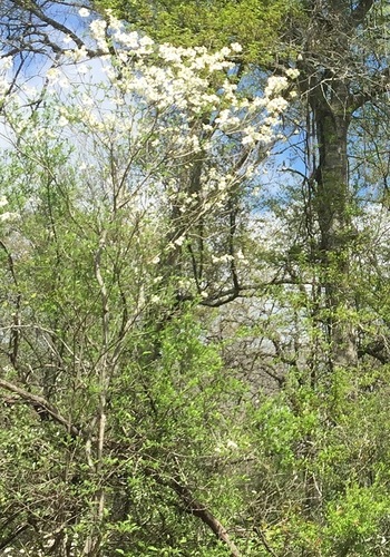 Cornus florida