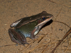 Amnirana darlingi