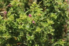 Syncolostemon stalmansii