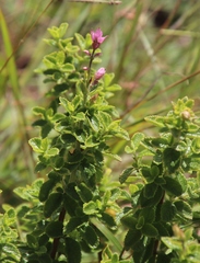 Syncolostemon stalmansii