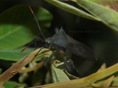 Anoplocnemis curvipes