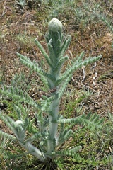 Pseudohandelia umbellifera