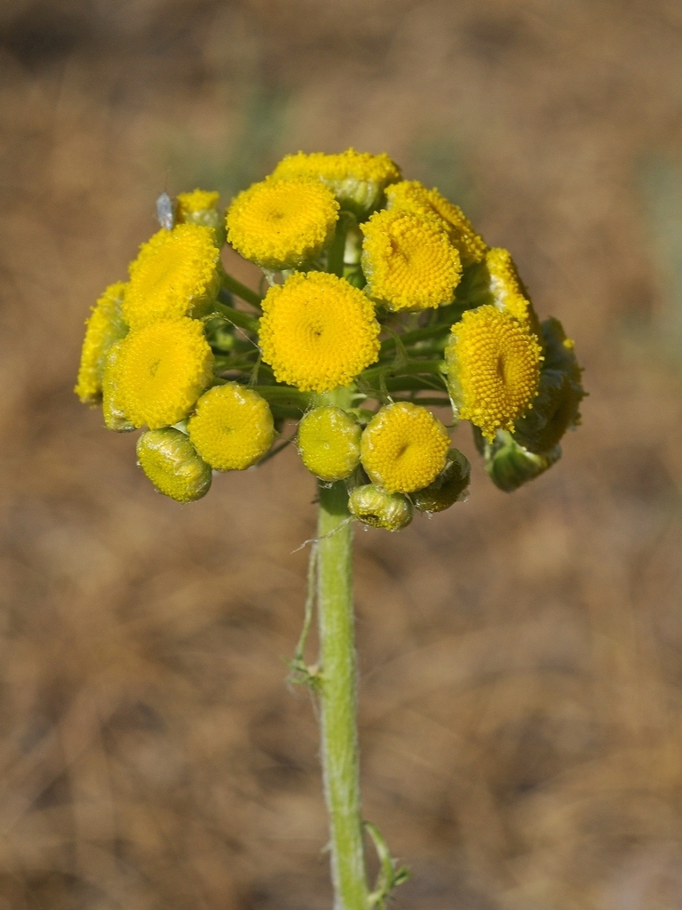 Pseudohandelia