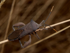 Anoplocnemis pectoralis