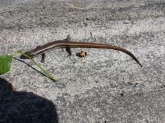 Plestiodon skiltonianus interparietalis