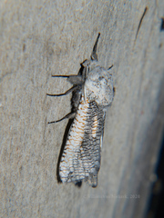 Azygophleps inclusa