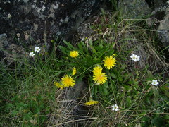 Taraxacum lateritium