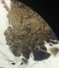 Podospora appendiculata