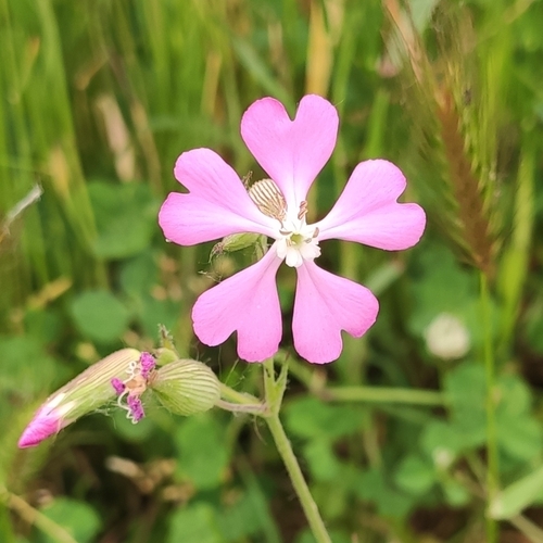 Silene subconica, photograph 4