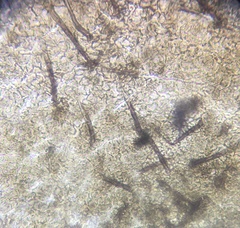 Podospora appendiculata